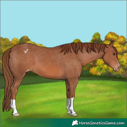 Horse Color:Chestnut Appaloosa 
