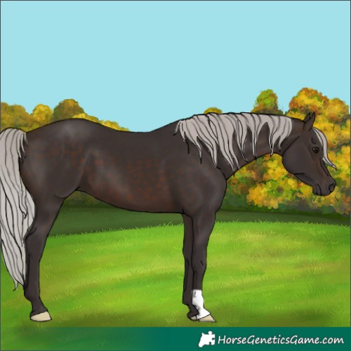 Horse Color:Silver Brown 