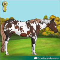 Horse Color:White Spotted Liver Chestnut 