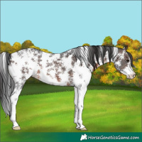 Horse Color:Brown Sabino 