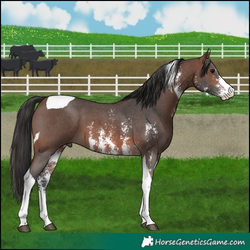 Horse Color:Brown Sabino Tobiano 