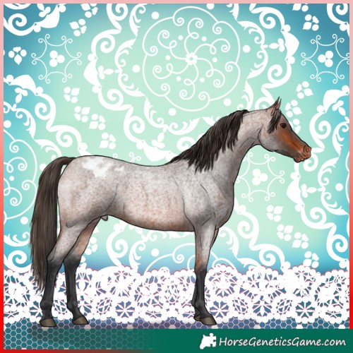 Horse Color:Bay Roan Appaloosa 