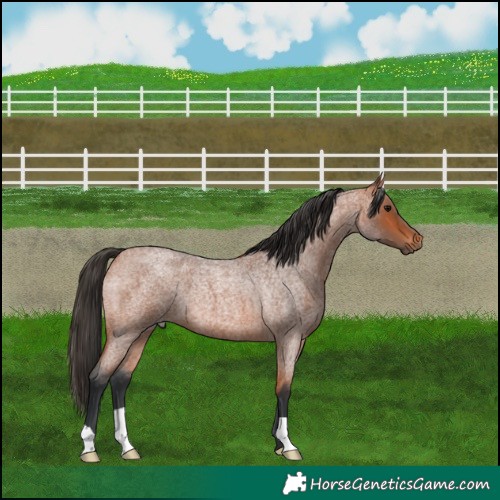 Horse Color:Bay Roan 