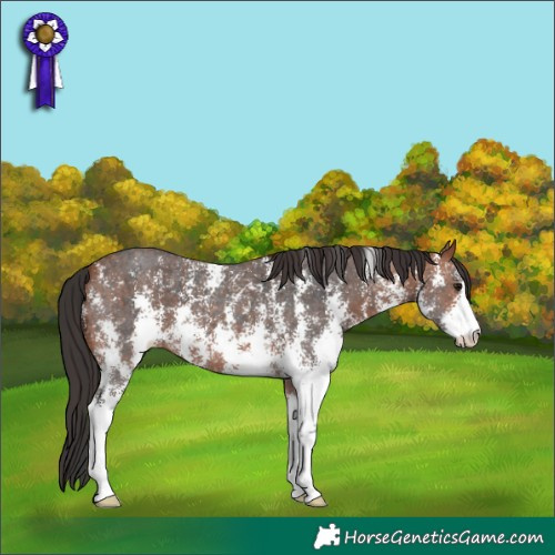 Horse Color:Brown Sabino and Bay Sabino