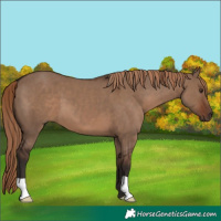 Horse Color:Liver Red Dun 