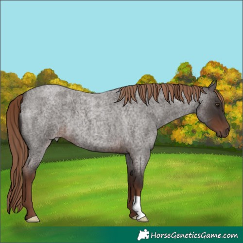 Horse Color:Liver Red Roan 