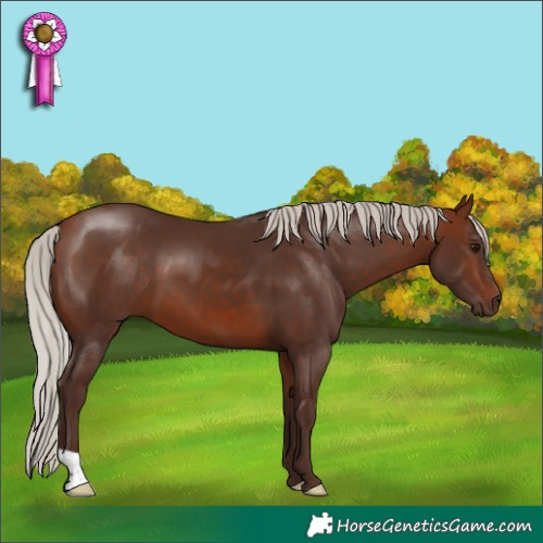 Horse Color:Silver Bay 
