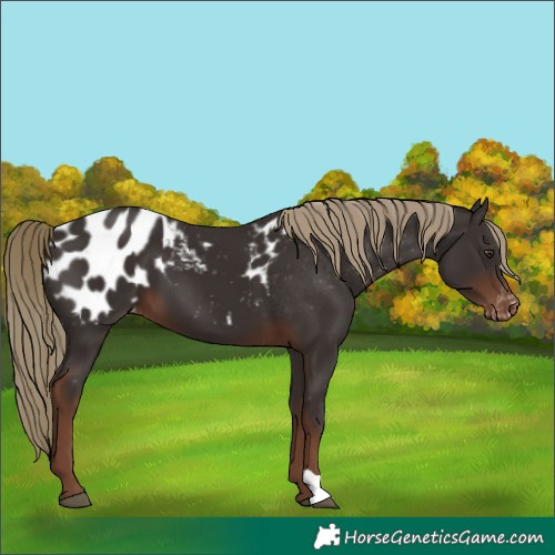 Horse Color:Liver Chestnut Appaloosa 