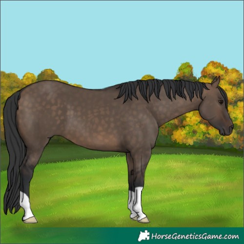 Horse Color:Brown Dun 
