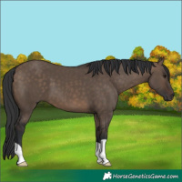 Horse Color:Brown Dun