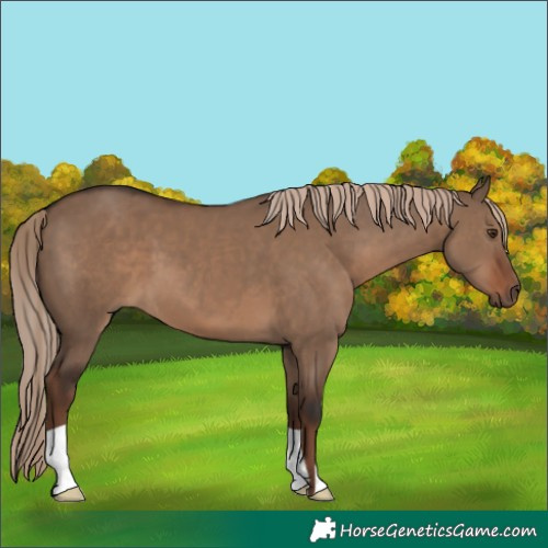 Horse Color:Liver Red Dun 