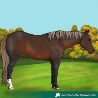Horse Color:Liver Chestnut