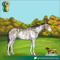 Horse Color:Brown Dun Sabino Rabicano
