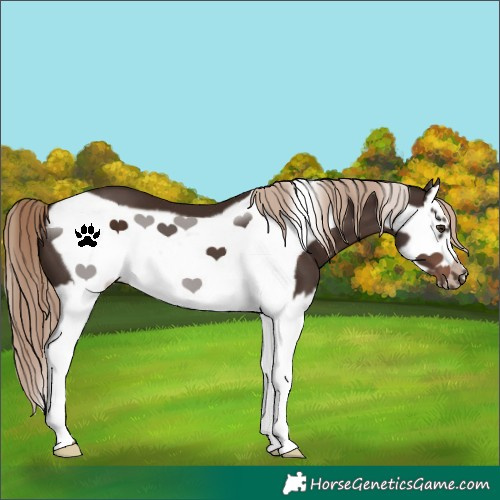 Horse Color:Liver Chestnut Splash Frame 