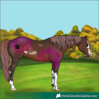Horse Color:Liver Chestnut 