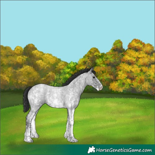 Horse Color:Blue Ice Roan Sabino 