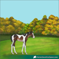 Horse Color:Brown Splash Tobiano Rabicano