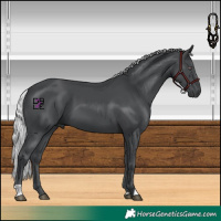 Horse Color:Silver Black Chinchilla 