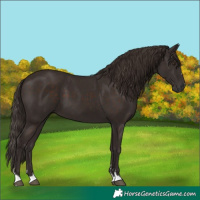 Horse Color:Liver Chestnut 