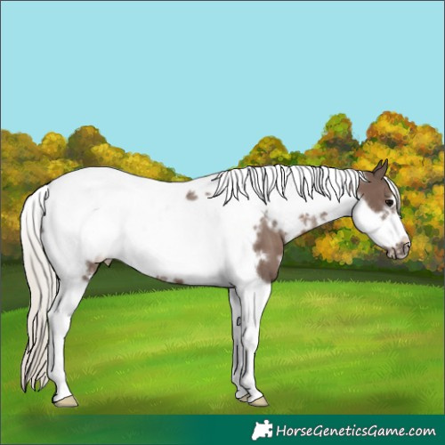 Horse Color:White Spotted Silver Black Tobiano Frame 
