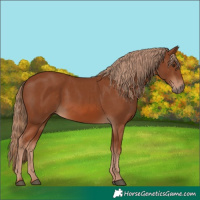 Horse Color:Chestnut 