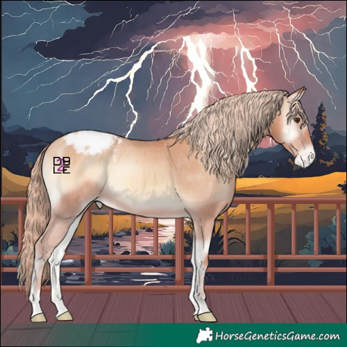 Horse Color:Gold Champagne Onyx Appaloosa 