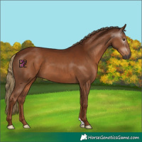 Horse Color:Gray Chestnut 