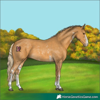 Horse Color:Palomino Sabino 