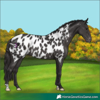 Horse Color:Smoky Black Appaloosa Rabicano 