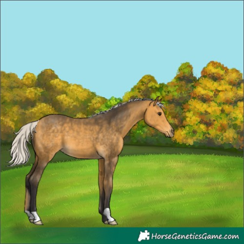 Horse Color:Silver Buckskin 