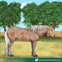 Horse Color:Silver Buckskin Merle 
