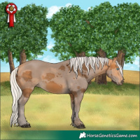 Horse Color:Silver Buckskin Merle 