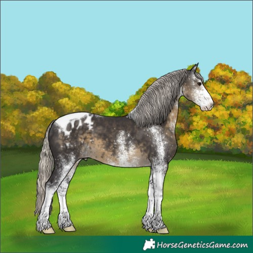 Horse Color:White Spotted Silver Smoky Black Tobiano Appaloosa 