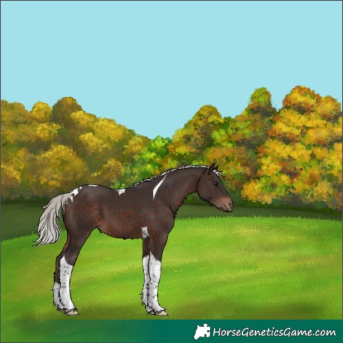 Horse Color:Silver Brown Tobiano 