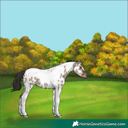 Horse Color:Liver Red Dun Tobiano Near Leopard 