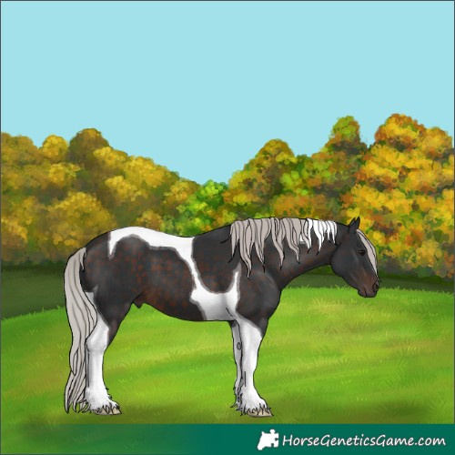 Horse Color:Silver Brown Tobiano 