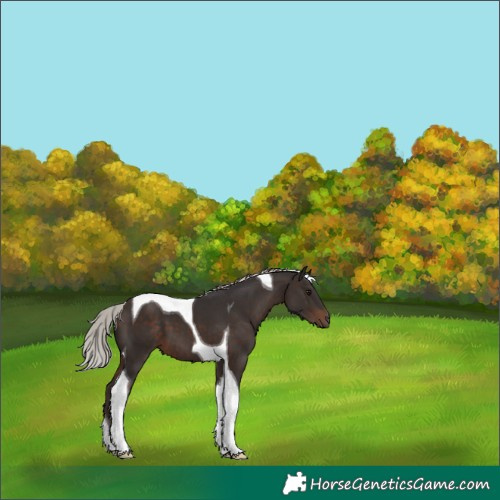 Horse Color:Silver Brown Tobiano 