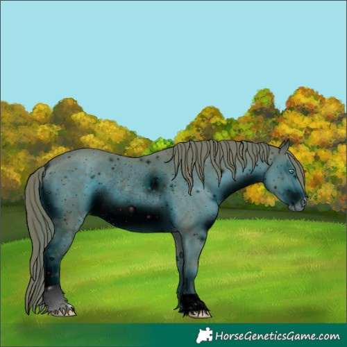 Horse Color:ERROR: UNKNOWN ANOMALY