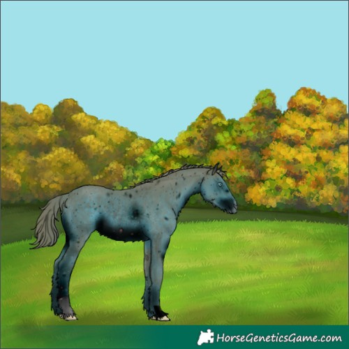 Horse Color:ERROR: UNKNOWN ANOMALY