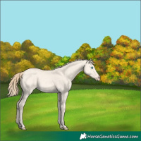 Horse Color:Perlino Dun 