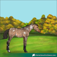 Horse Color:White Spotted Bay Dun 