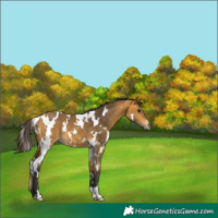 Horse Color:White Spotted Buckskin 
