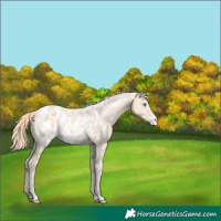 Horse Color:White Spotted Perlino Appaloosa 