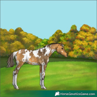 Horse Color:White Spotted Buckskin 