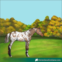 Horse Color:White Spotted Bay Dun Near Leopard