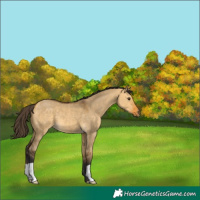 Horse Color:Buckskin Dun 