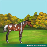 Horse Color:White Spotted Bay 