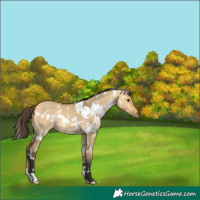 Horse Color:White Spotted Buckskin Dun 