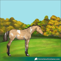 Horse Color:White Spotted Buckskin Dun