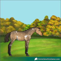 Horse Color:White Spotted Buckskin Dun 